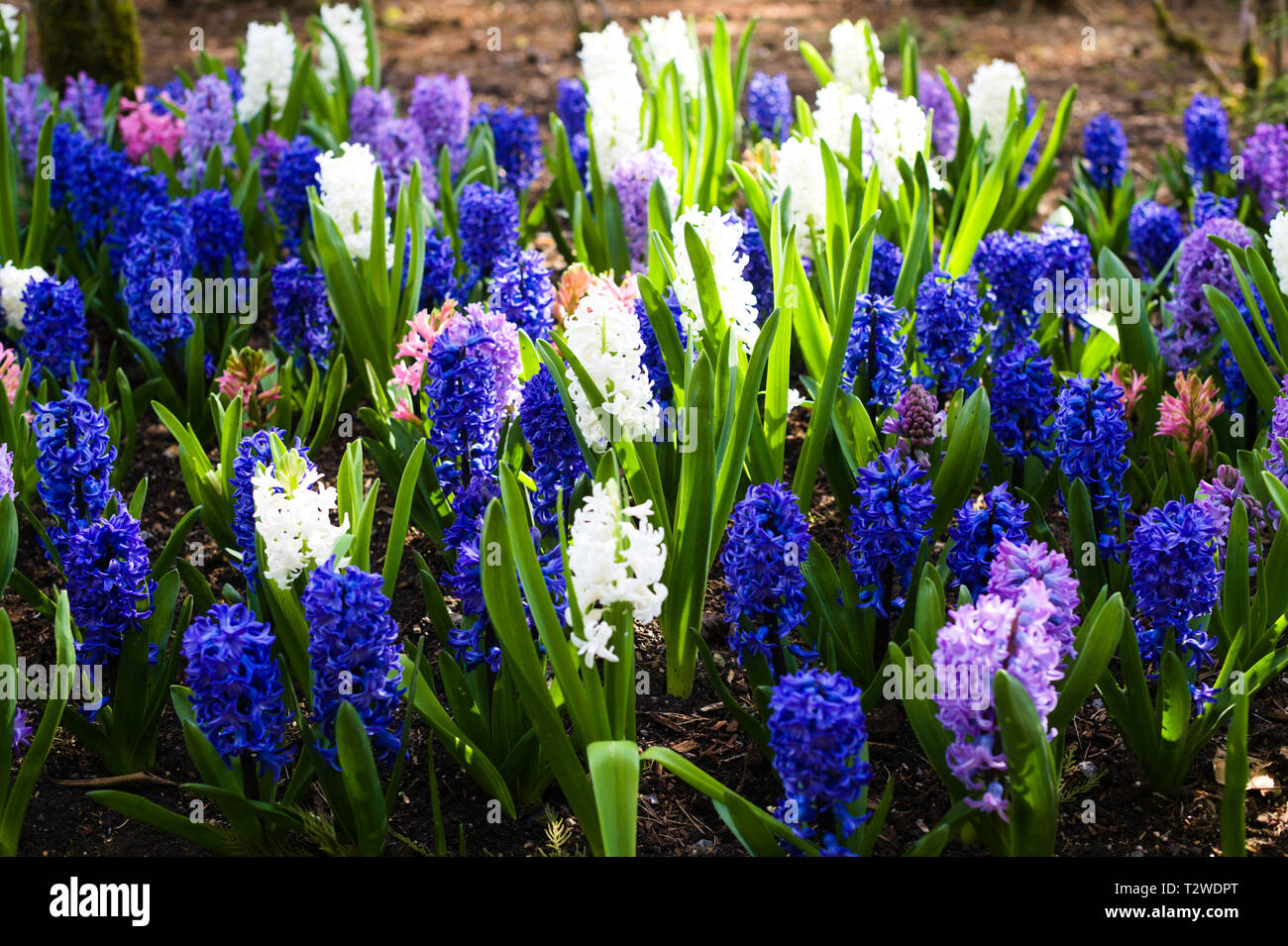 Fleurs colorées dans les jardins du parc Bear Creek, Surrey, Colombie-Britannique, Canada Banque D'Images