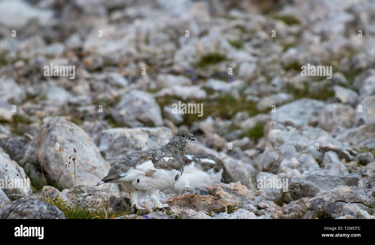 Deux cute le lagopède alpin dans les montagnes Banque D'Images