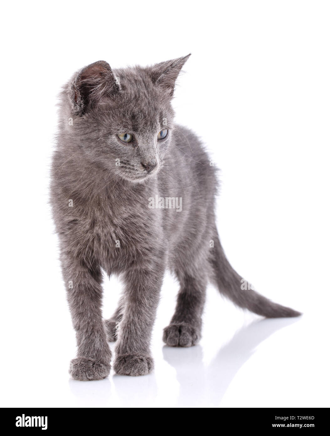 Chaton gris sans-abri se trouve sur un tableau blanc. Un chaton espiègle. Isolé sur fond blanc Banque D'Images