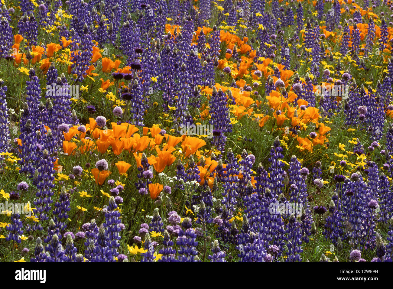 Le pavot de Californie Eschscholtzia californica 'Super bloom' dans les collines de Californie du sud Banque D'Images