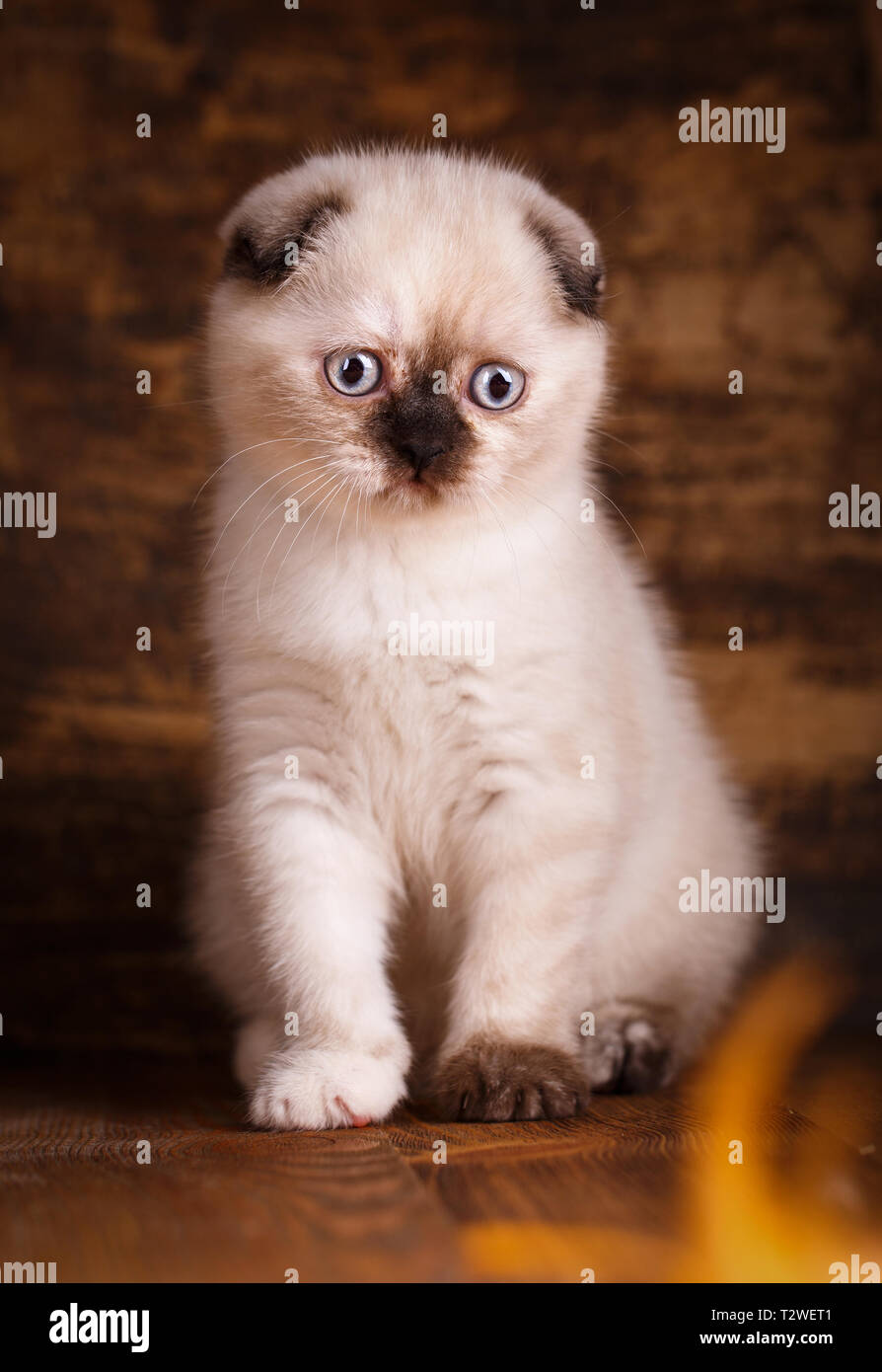 Scottish Fold chaton. Comme un élément de conception emballage cadeau. Fluffy chaton joue Banque D'Images