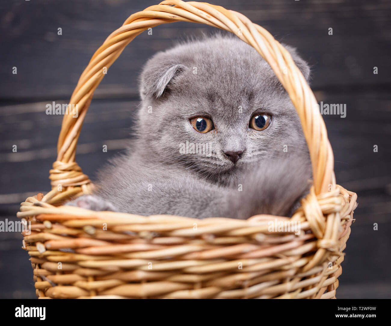 Scottish Fold Chaton Puffy Un Chaton Assis Dans Un Panier Chat Dans Un Panier En Osier Sur Un Fond Noir Photographier Un Chaton A Un Studio Photo Photo Stock Alamy Scottish Fold Chaton Puffy Un Chaton Assis Dans Un Panier Chat Dans Un Panier En Osier Sur Un Fond Noir Photographier Un Chaton A Un Studio Photo Photo Stock Alamy