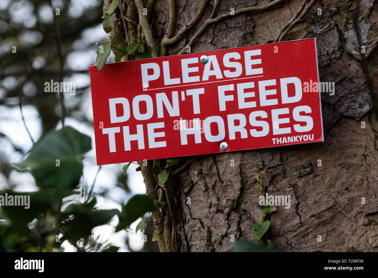 Demande polie avis fixé sur un arbre à ne pas nourrir les chevaux' Banque D'Images