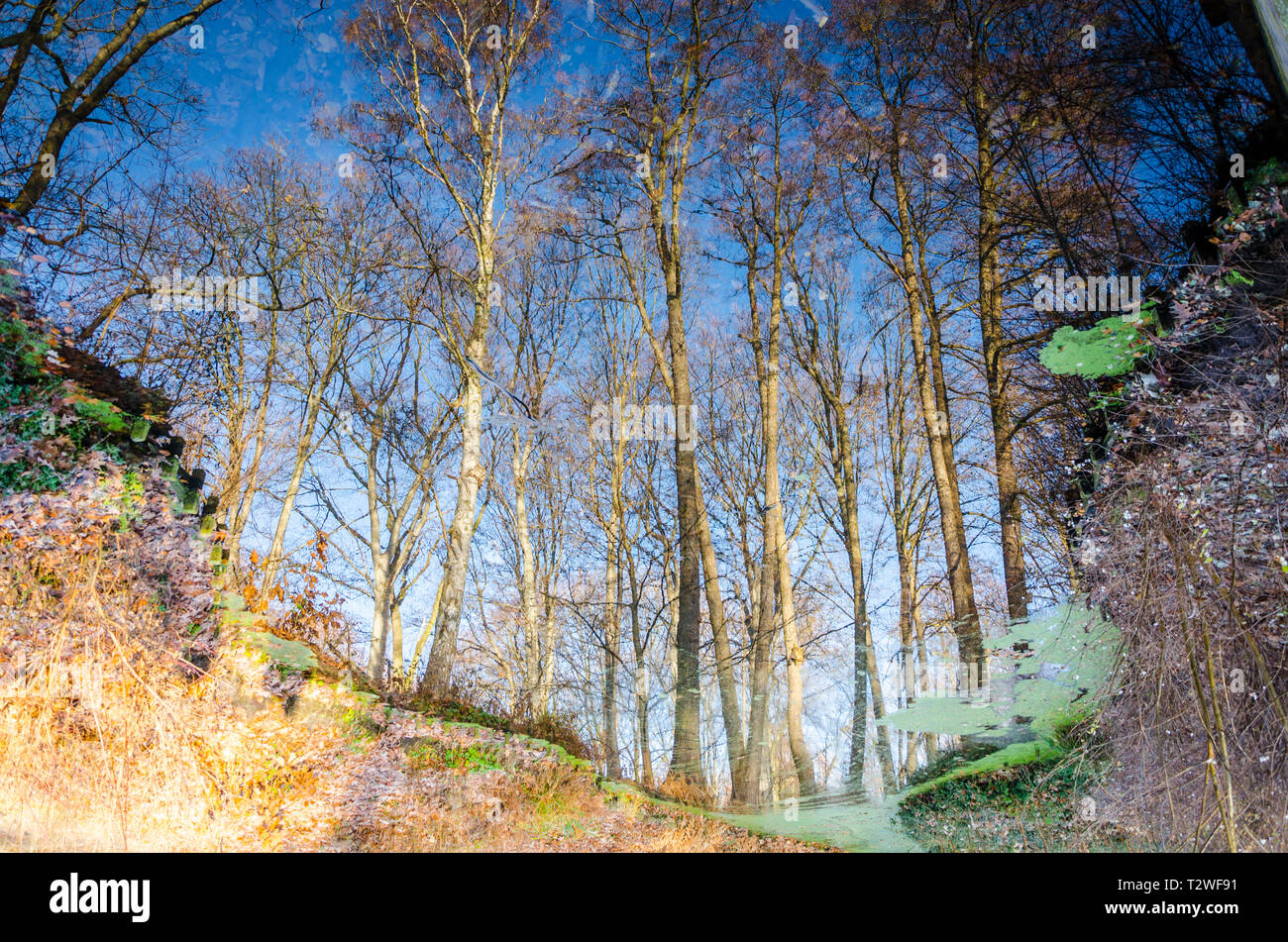 Abstraite de arbres se reflétant dans l'eau encore, Tiergarten, Berlin, Allemagne Banque D'Images