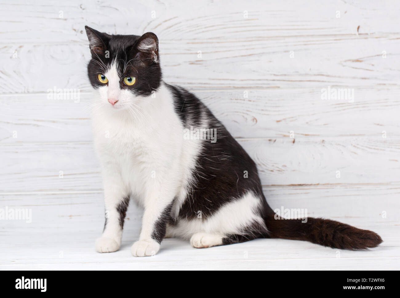 Chat Sans Race Un Simple Chat Gris Sur Un Fond Clair Cat Se Sent Detendu Et Confortable Photo Stock Alamy