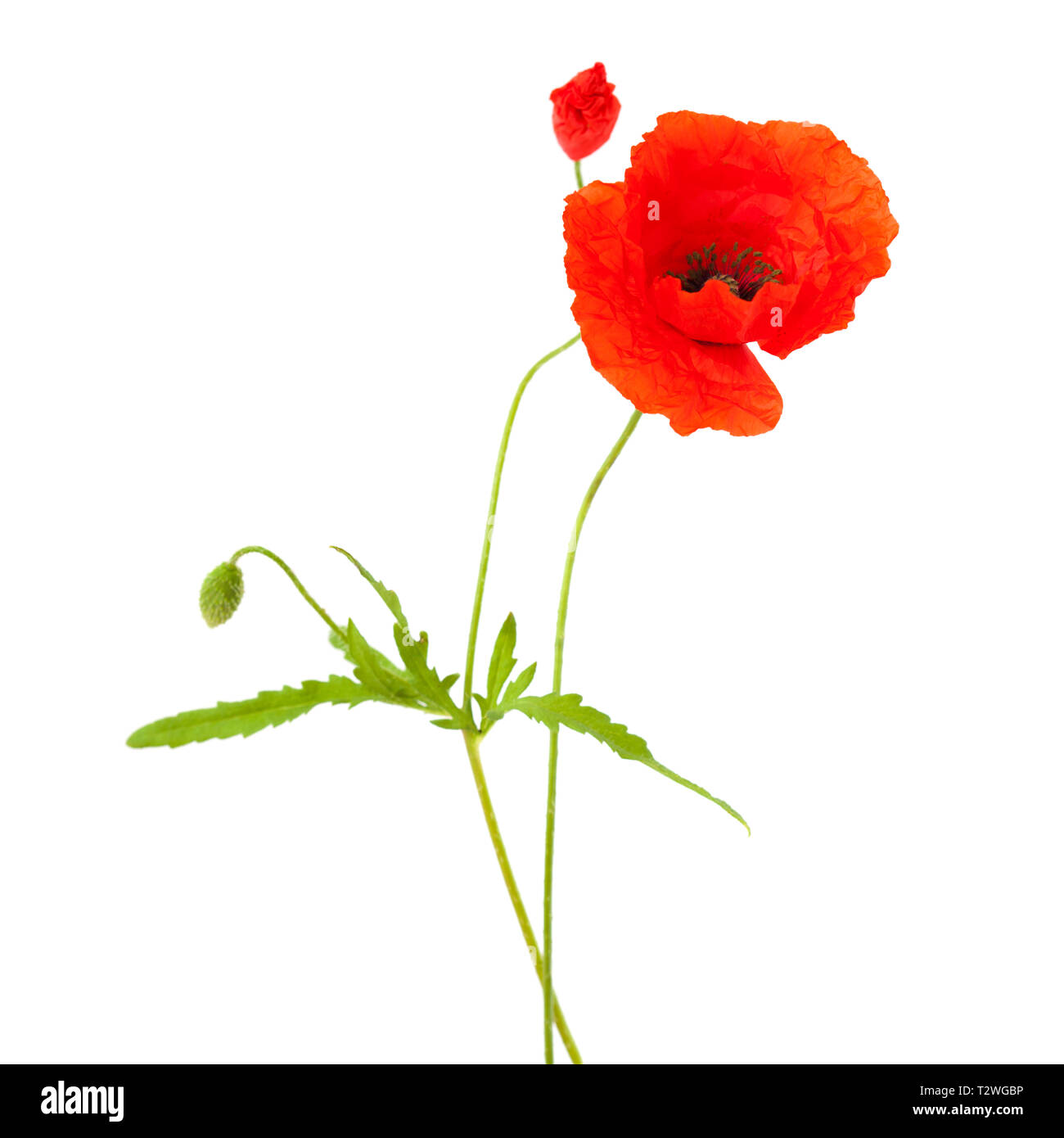 La flore de Gran Canaria - domaine coquelicot isolated on white Banque D'Images