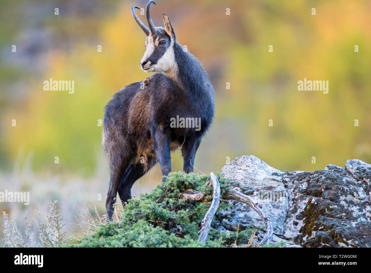 Alpes italiennes, chamois des Alpes (Rupicapra rupicapra rupicapra) Banque D'Images