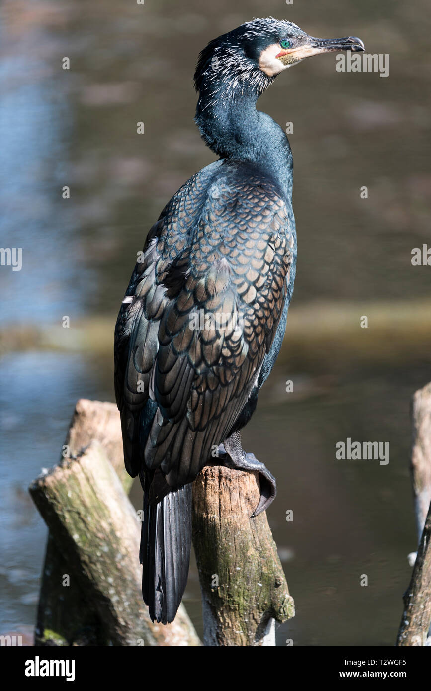 L'Italie, l'étang, le Grand Cormoran (Phalacrocorax carbo) Banque D'Images