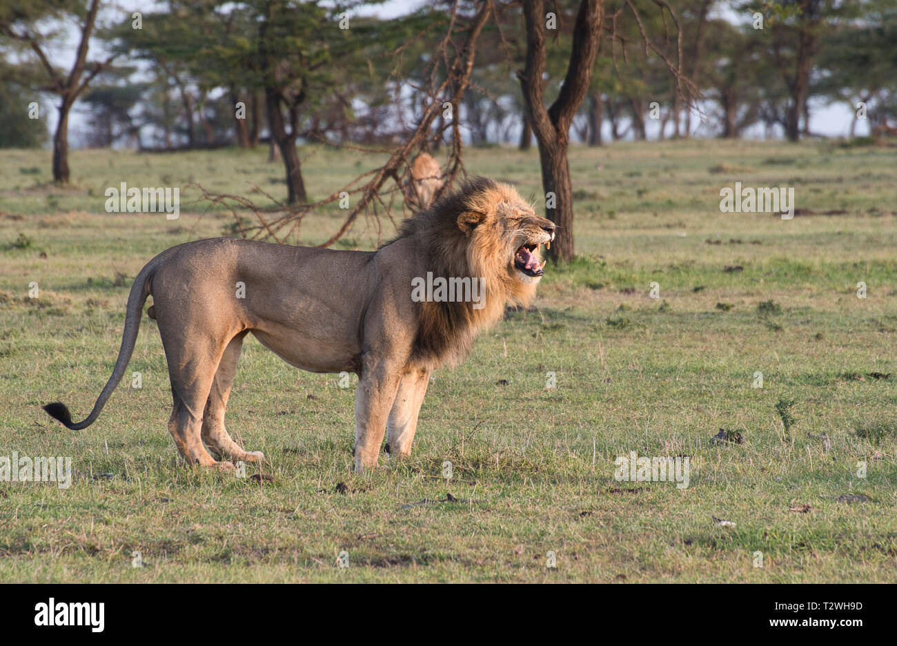 Lion (Panthera leo) adulte mâle, tôt le matin, l'annonce de son territoire contre les hyènes en arrière-plan Banque D'Images