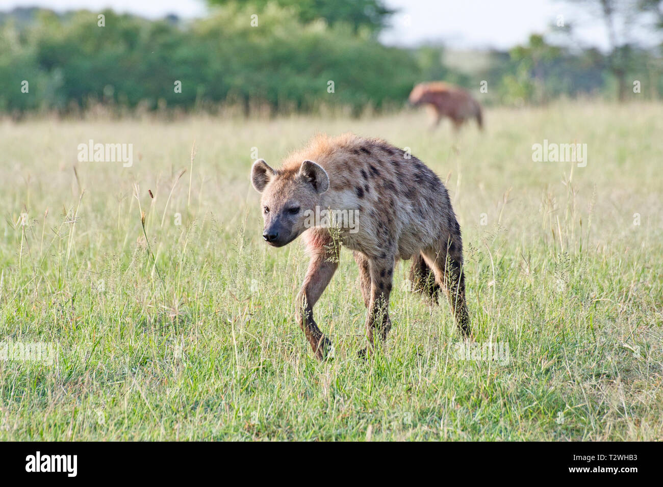 Les Hyènes tachetées (Crocuta crocuta) retourner à leur tanière tôt le matin Banque D'Images