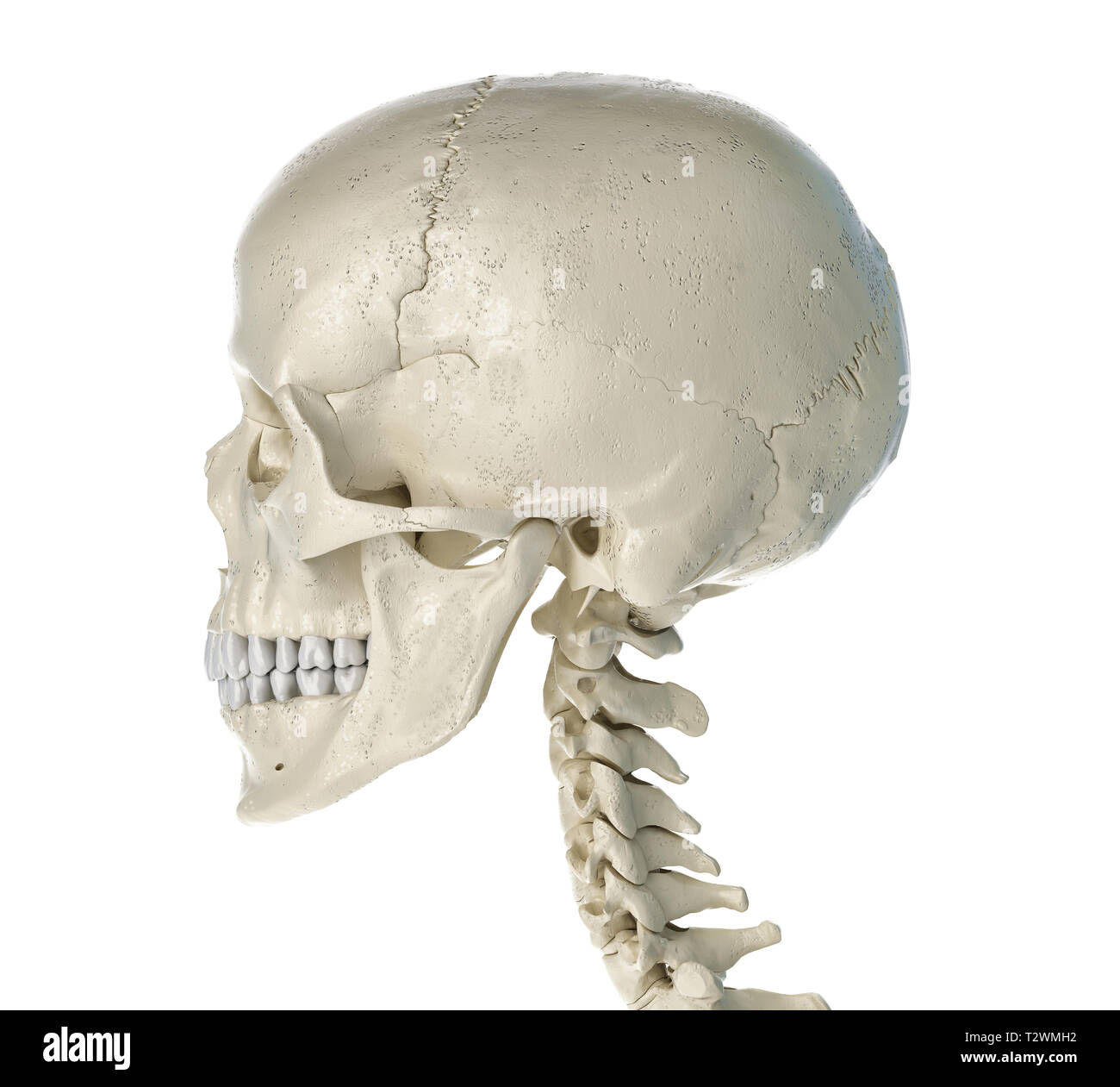 Crâne humain d'un point de côté. Sur fond blanc. Banque D'Images