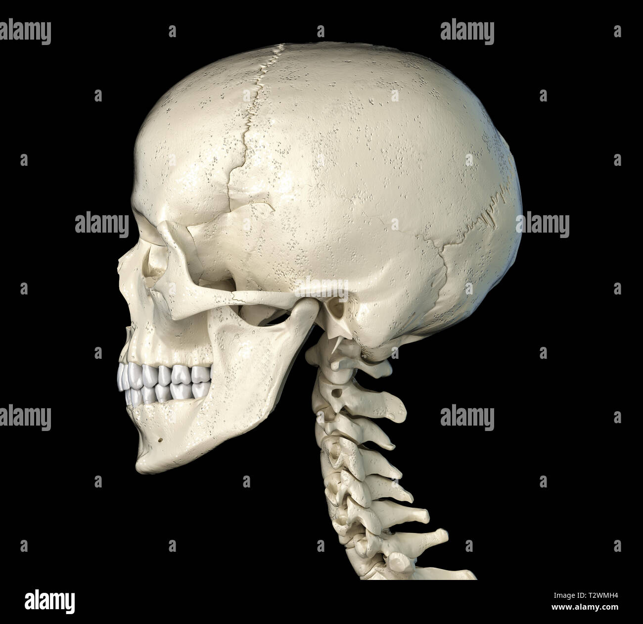 Crâne humain d'un point de côté. Sur fond noir. Banque D'Images