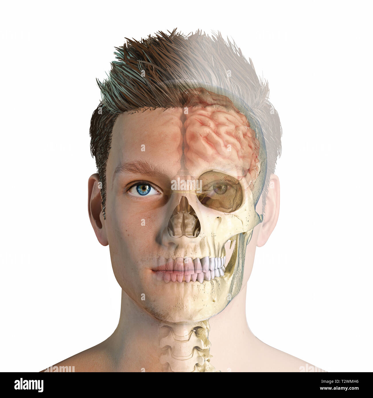 Tête d'homme avec crâne et cerveau en pointillés. Vue avant, la moitié de la moitié du visage et crâne/cerveau sur fond blanc. Anatomie de l'image. Banque D'Images