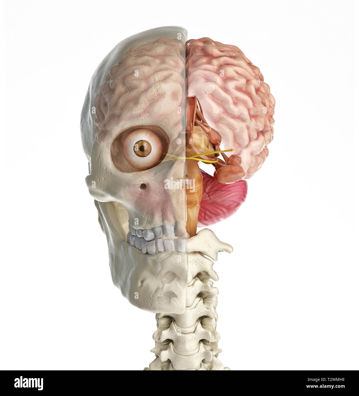 Crâne humain sagittal cross-section avec cerveau. Vue de face sur fond blanc. Banque D'Images