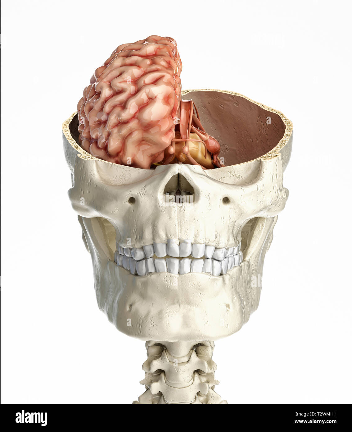 Crâne humain en coupe transversale avec le cerveau. Vue de face sur fond blanc. Banque D'Images