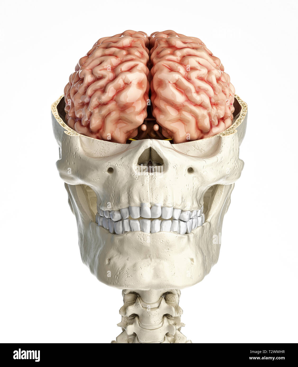 Crâne humain en coupe transversale avec le cerveau. Vue de face sur fond blanc. Banque D'Images