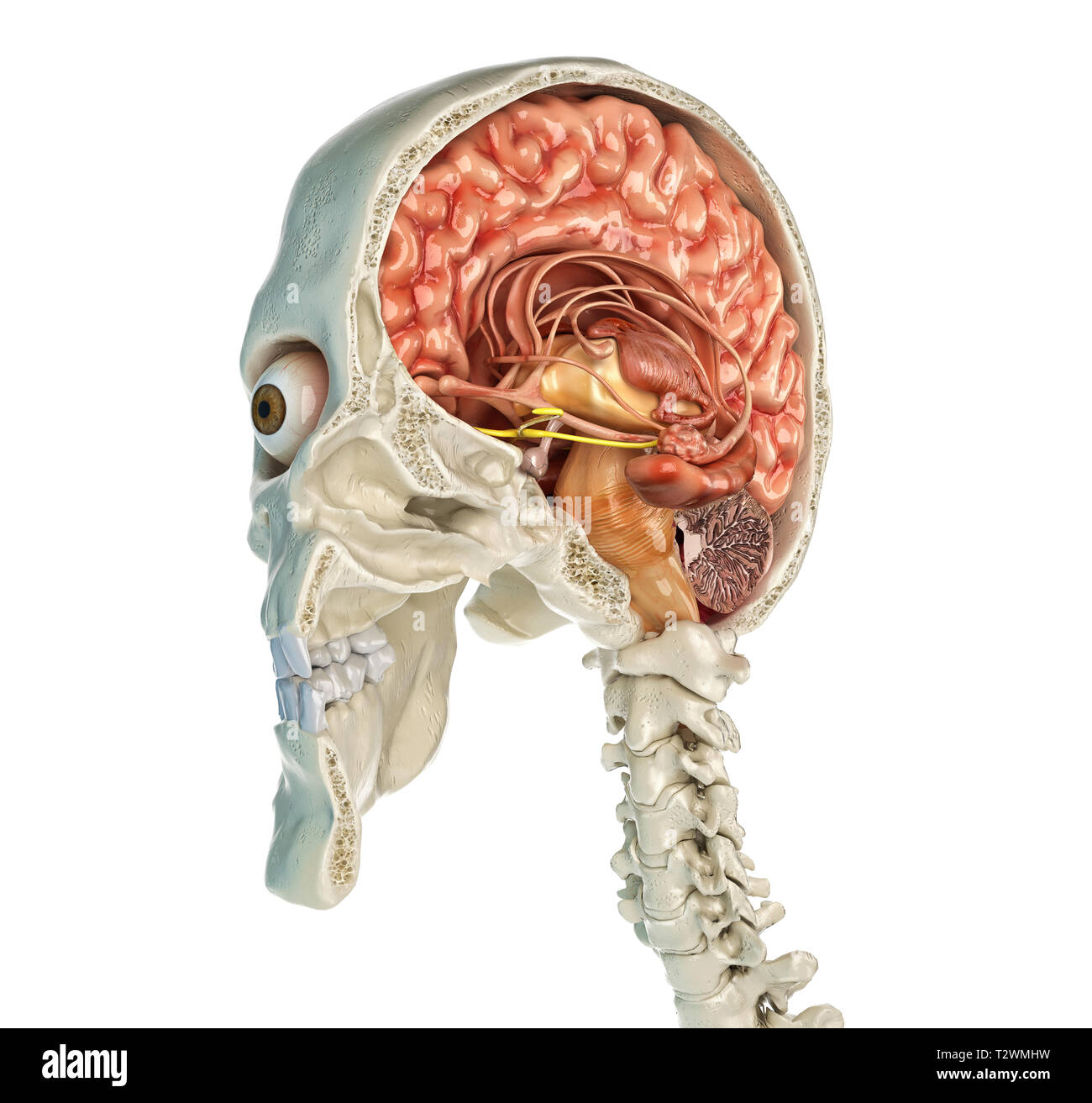 Crâne humain sagittal cross-section avec cerveau. Vue en perspective sur fond blanc. Banque D'Images