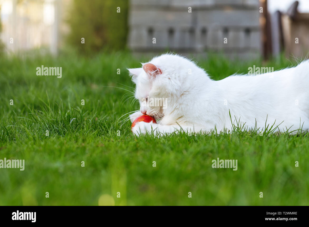 Le chat joue avec le rouge d'oeuf dans une herbe. Banque D'Images