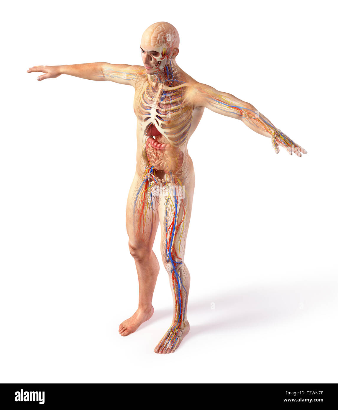 Anatomie schéma total homme systèmes avec effet fantôme. Pleine figure debout sur fond blanc. Banque D'Images