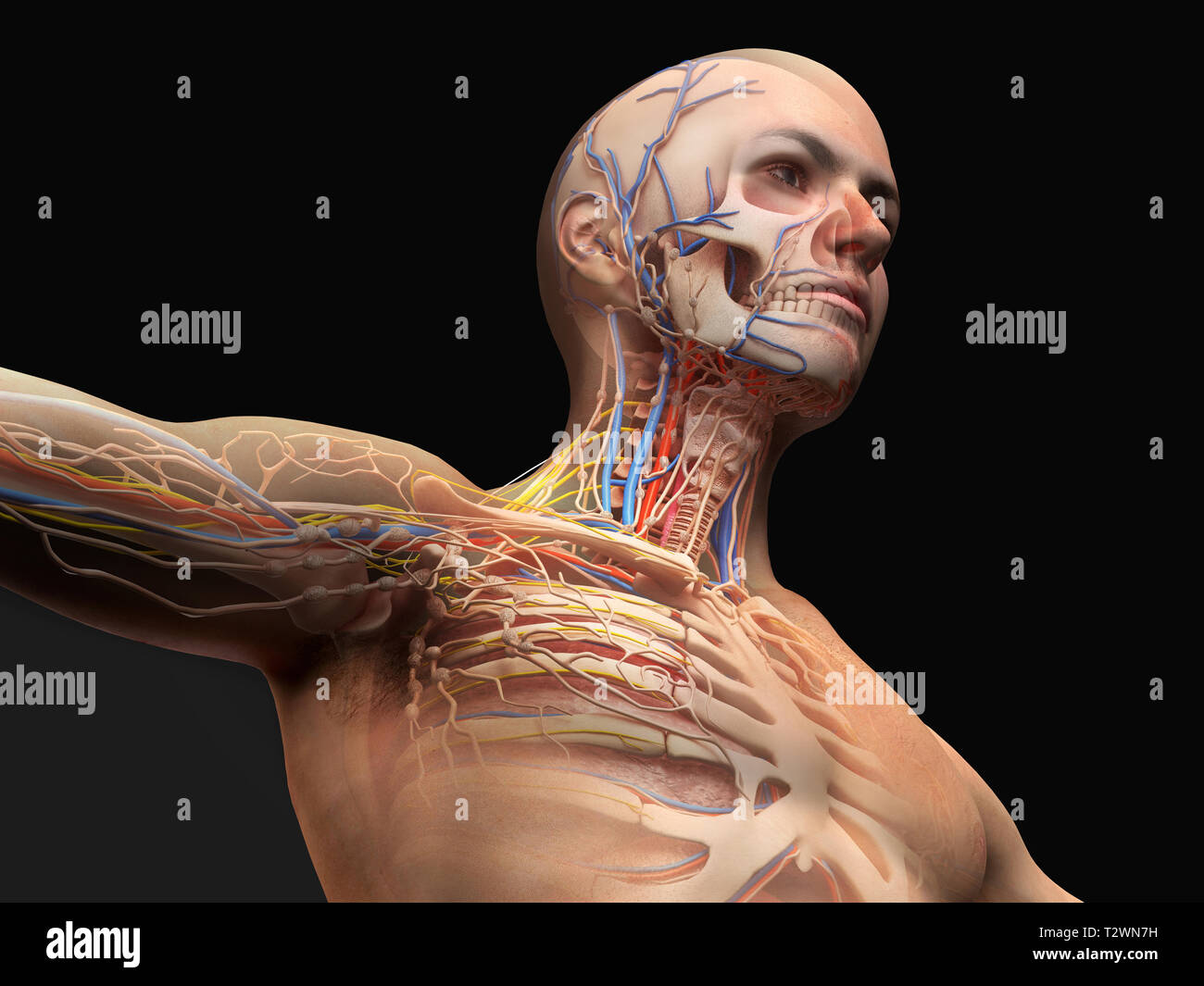 Tête d'homme et de l'anatomie de la poitrine schéma avec effet fantôme. Complications osseuses, cardiovasculaire, nerveux et lymphatique. Banque D'Images