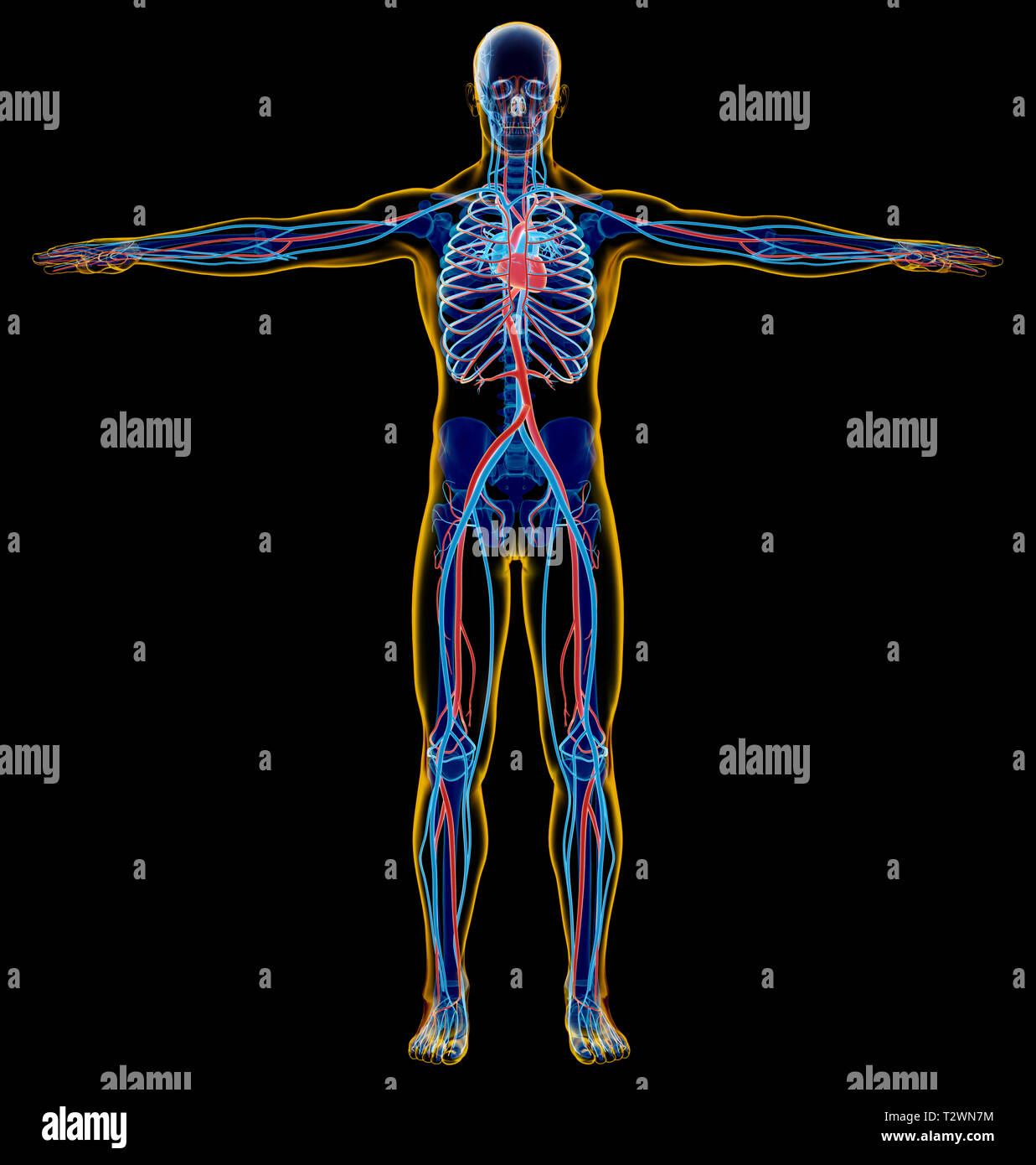 Le squelette de l'homme et le système cardiovasculaire. x-ray. Pleine figure debout sur fond noir. Banque D'Images