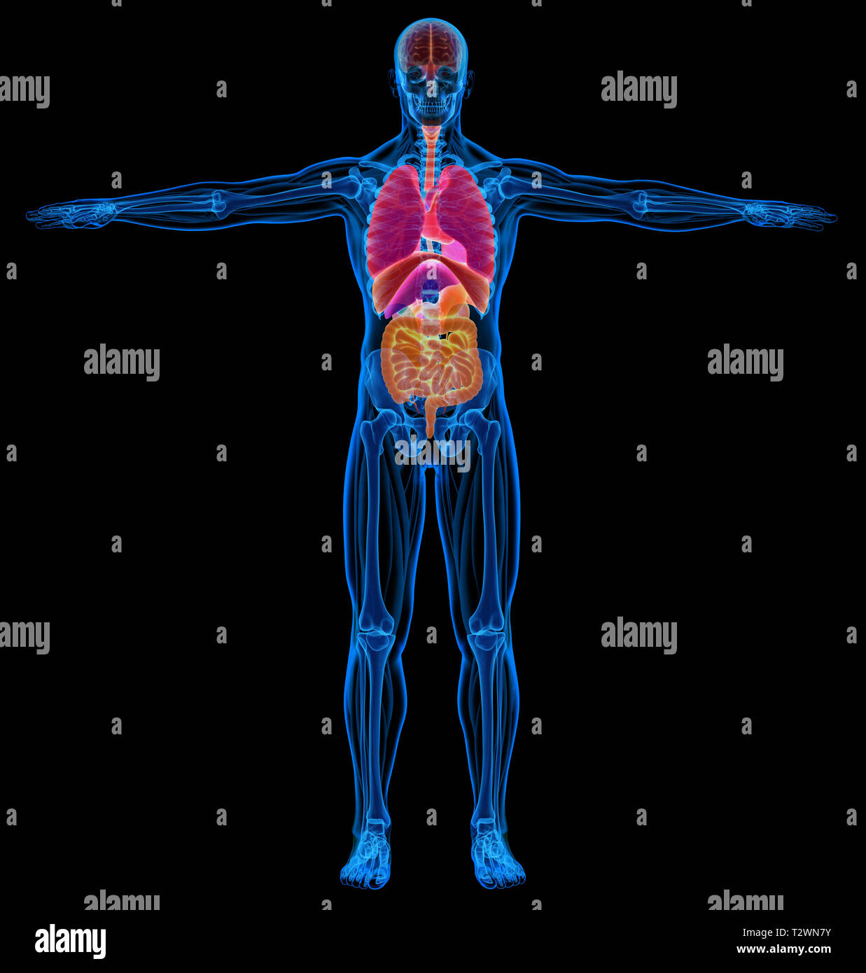 Les muscles squelettiques, l'homme et organes internes diagramme. X-ray. Sur fond noir. Banque D'Images