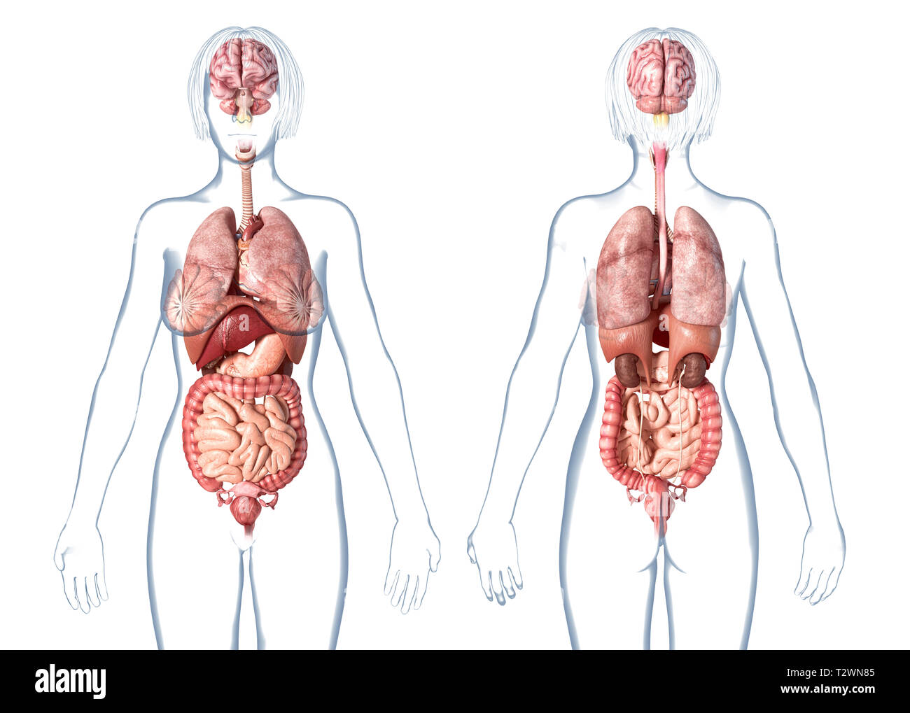 Anatomie femme organes internes, vues avant et arrière. Sur fond blanc. Banque D'Images