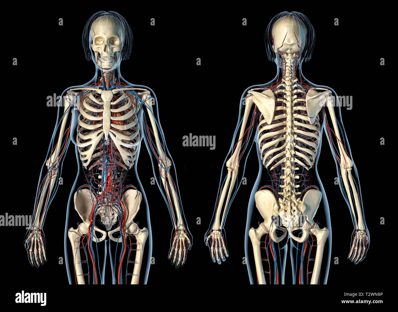 Anatomie femme système cardiovasculaire avec squelette, vues avant et arrière. Sur fond noir. Banque D'Images