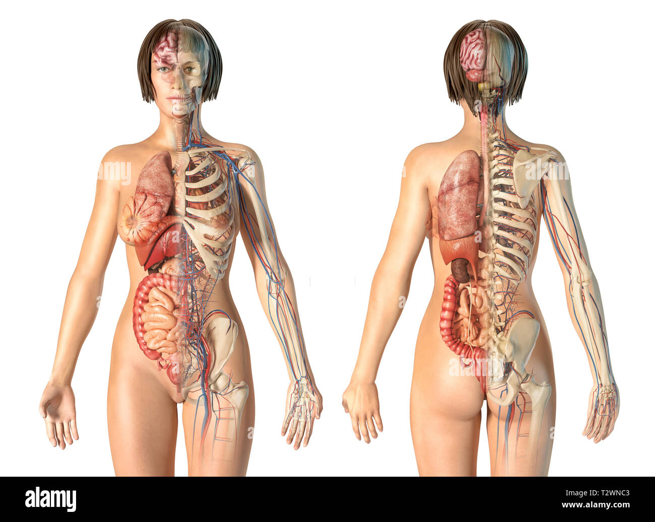Anatomie femme système cardiovasculaire avec le squelette et les organes internes, vues avant et arrière. Banque D'Images