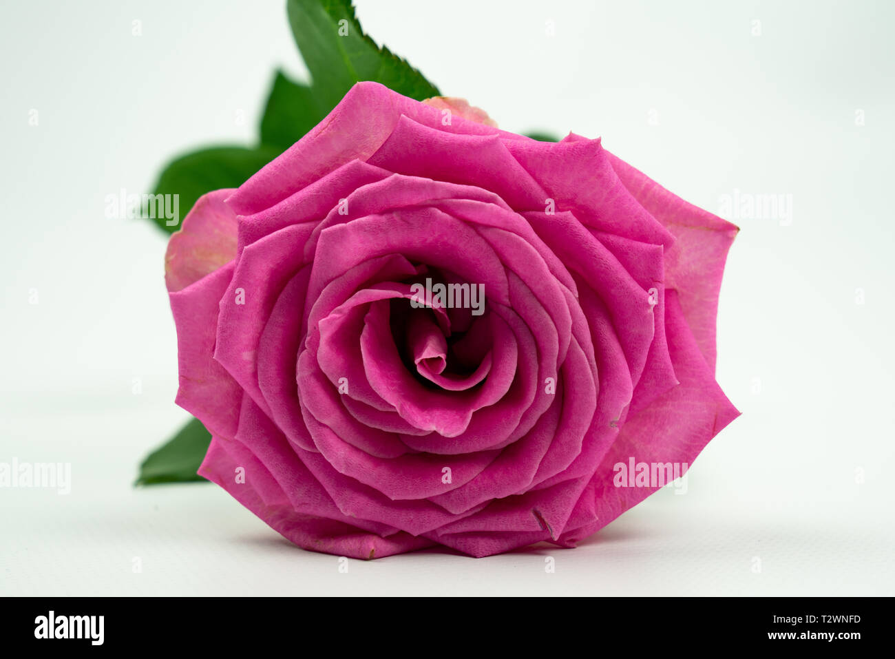 Rose rose couchée sur le côté, isolé sur fond blanc Banque D'Images