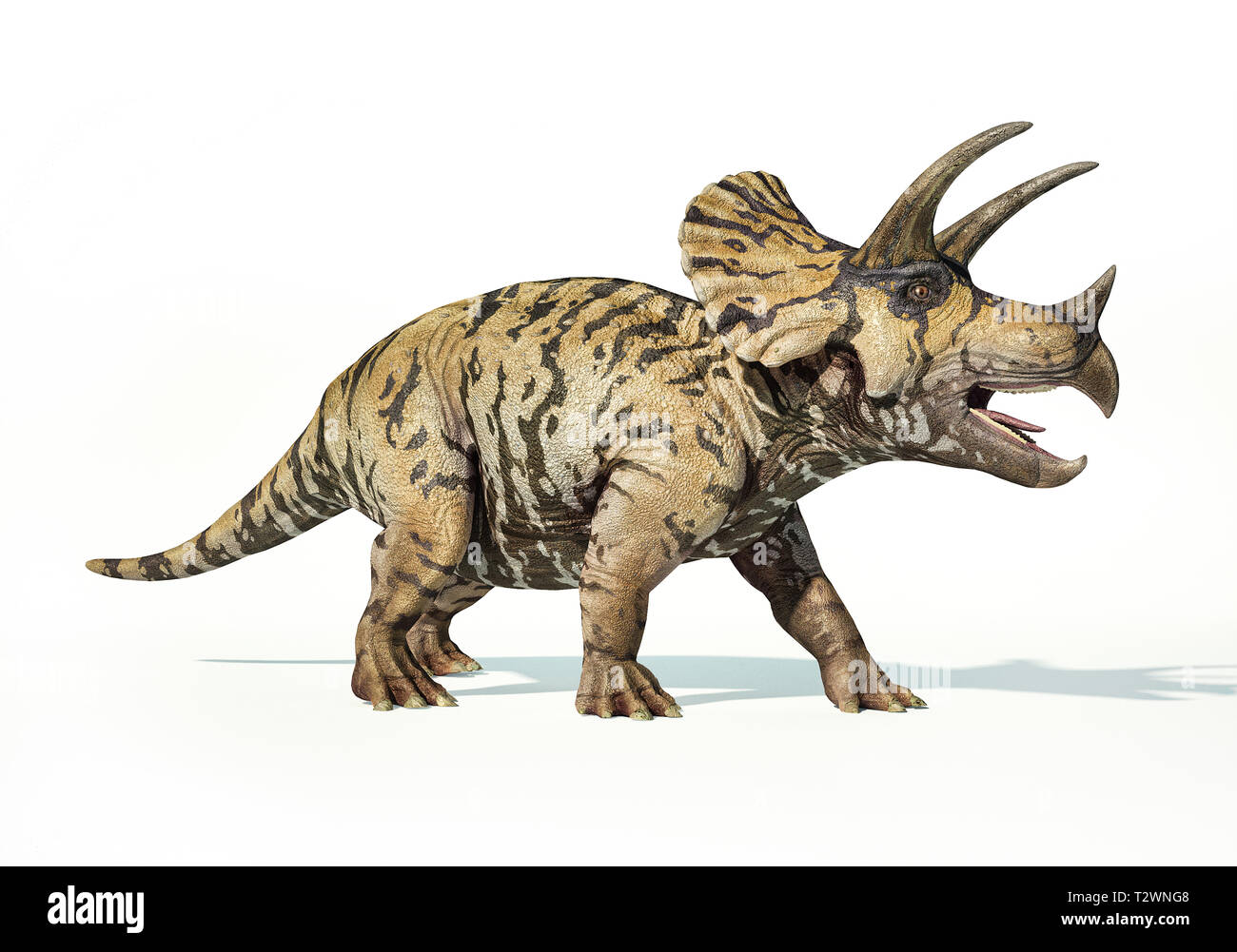 Le rendu photoréaliste D 3 d'un Triceratops. Sur fond blanc Banque D'Images