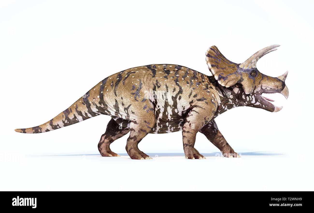Rendu 3D Triceratops isolé sur fond blanc Vue de côté. Banque D'Images
