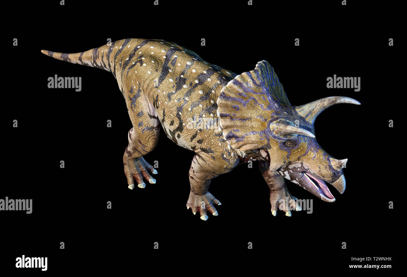 Triceratops le rendu 3D sur fond noir en perspective à partir de ci-dessus. Banque D'Images