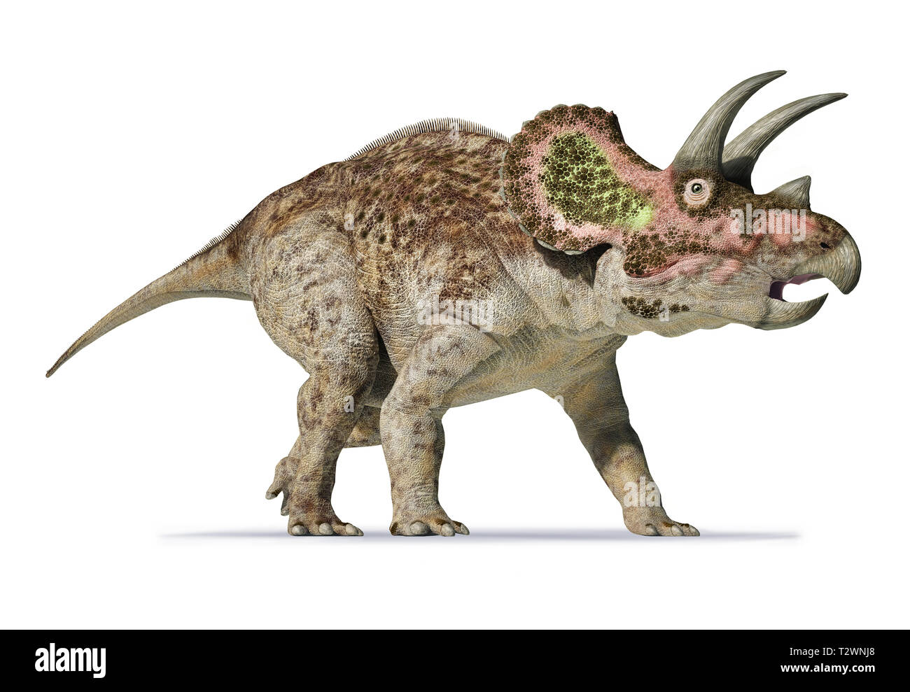 Triceratops rendu 3D photo-réaliste sur fond blanc Banque D'Images