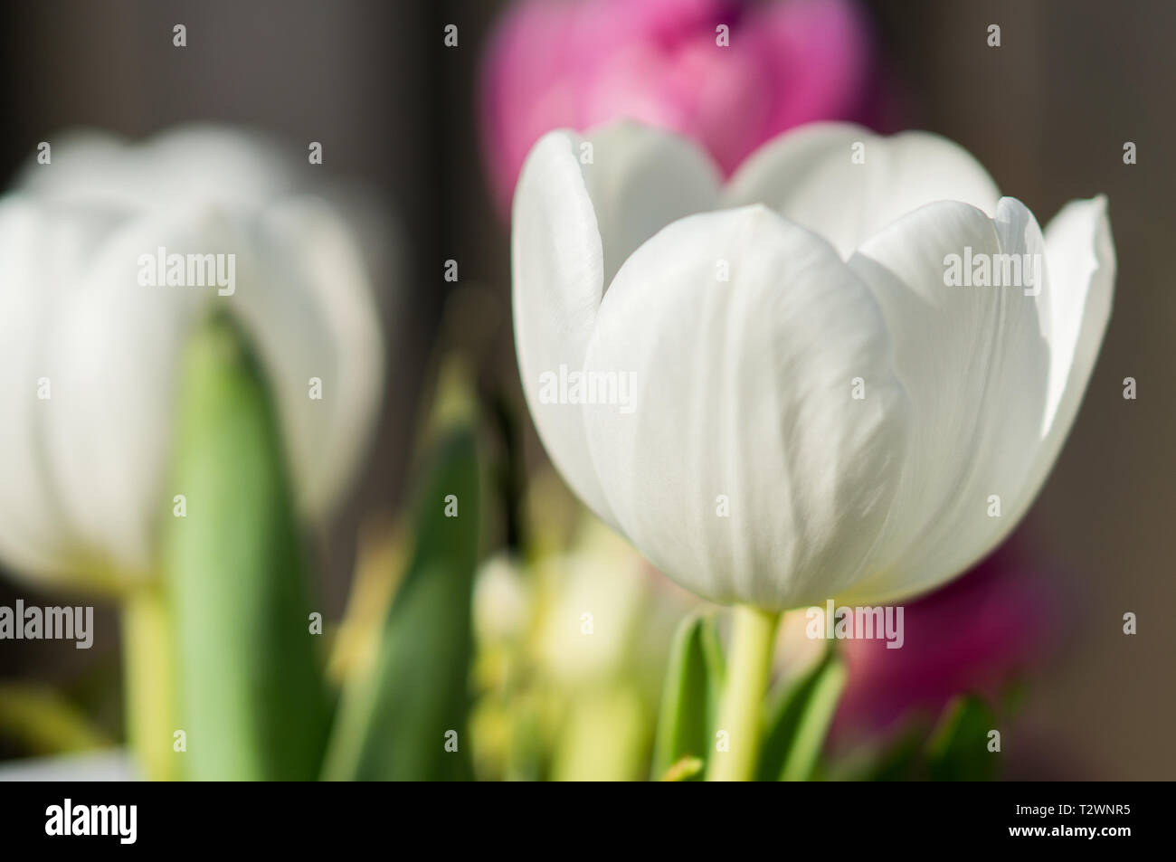 Belle tulipe blanche au soleil, avec un arrière-plan flou Banque D'Images