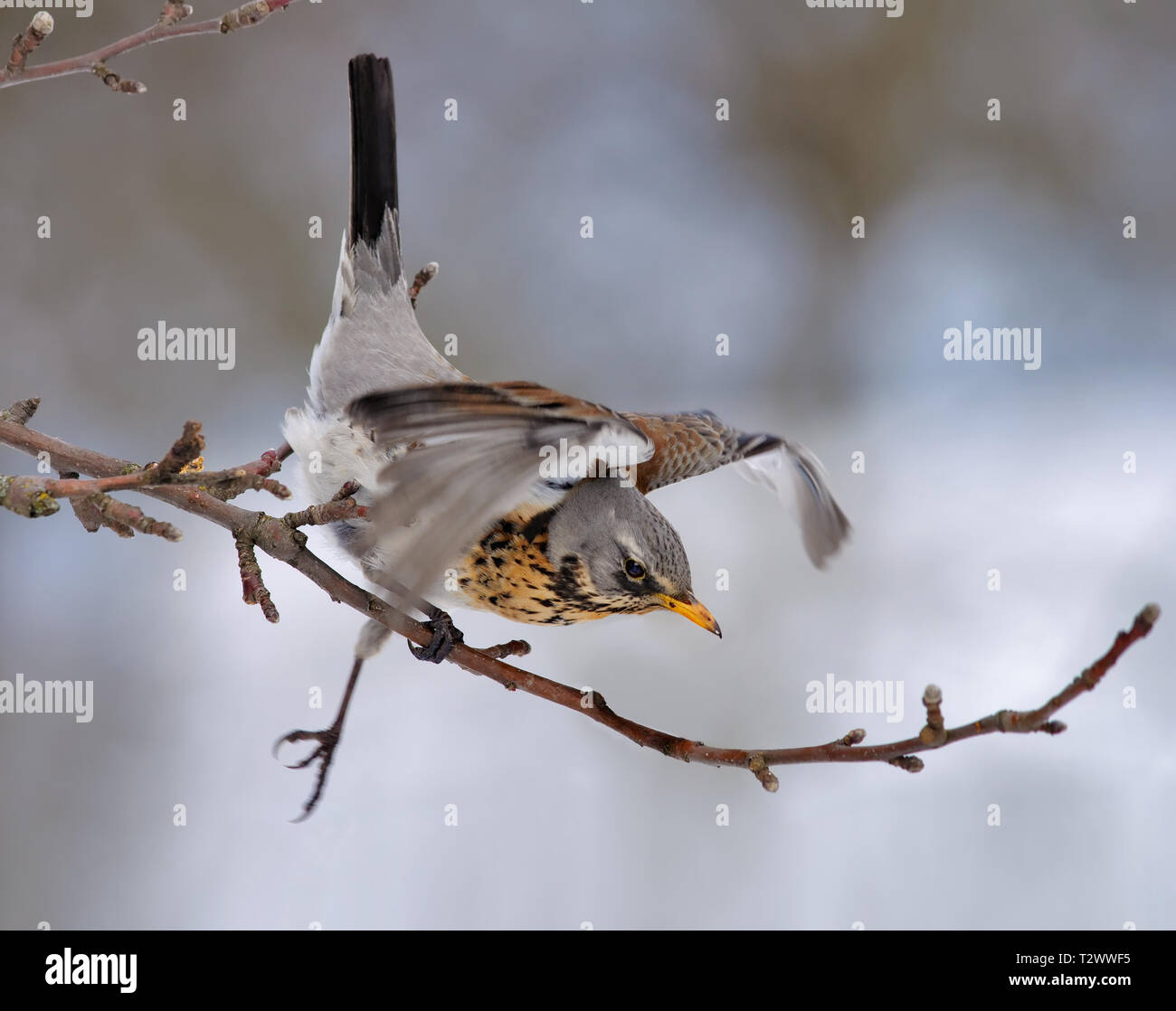 Tombe de Fieldfare apple tree branch et à s'aider elle-même avec des ailes Banque D'Images