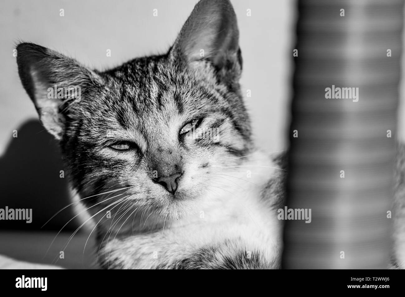 Image En Noir Et Blanc Du Chat Tigre A L Imagerie Vers Le Soleil Photo Stock Alamy