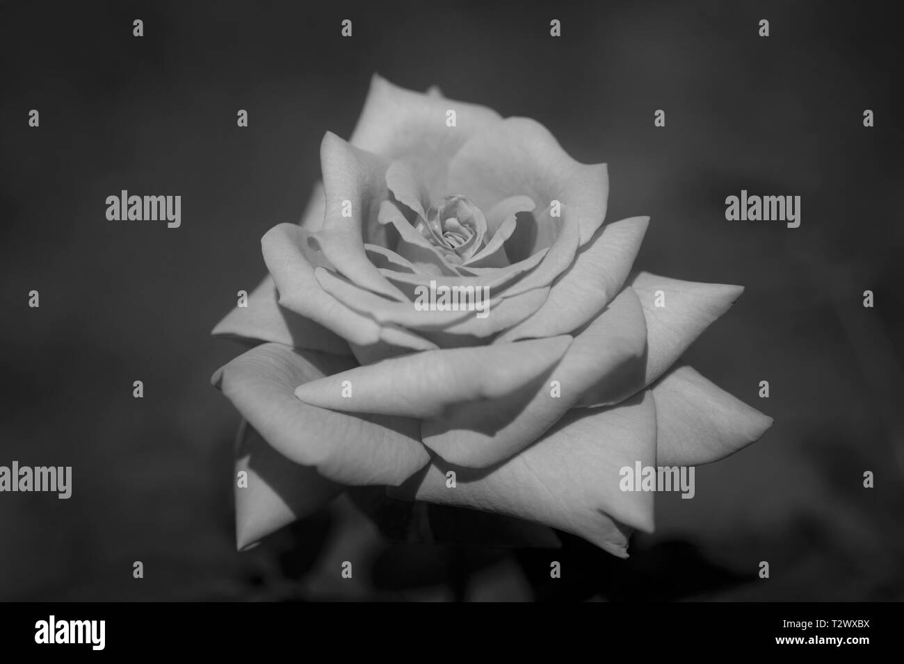 Gorgeous light rose sur un fond sombre. La photographie noir et blanc Banque D'Images