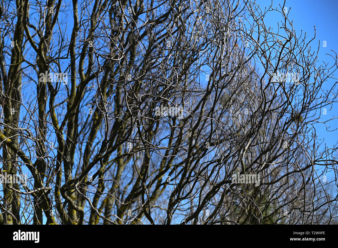 Branches d'un arbre sans feuilles sur un fond de ciel bleu de printemps Banque D'Images