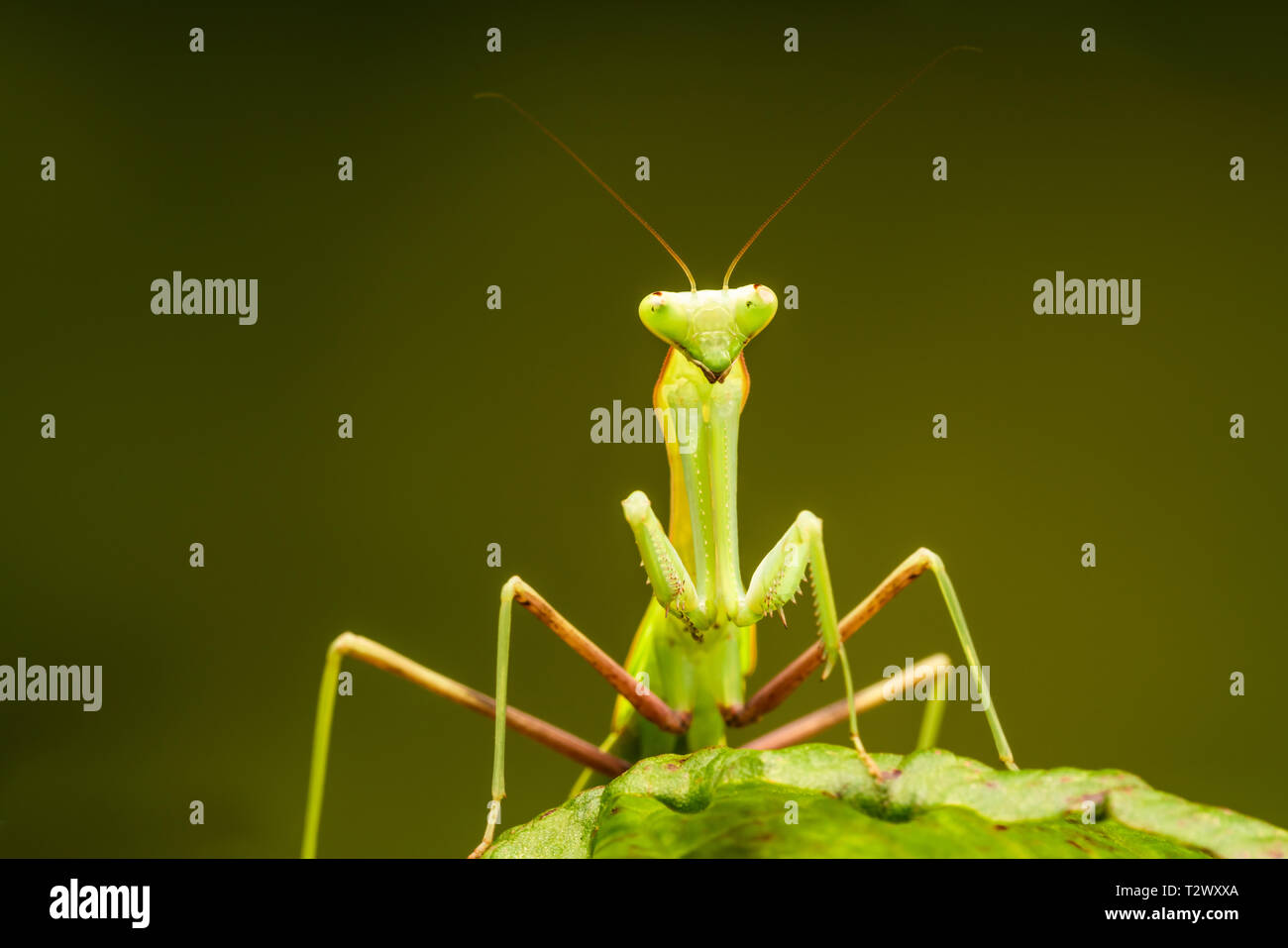 Bordée d'Afrique (mante Sphodromantis lineola) ou de l'Afrique la mante religieuse, est une espèce de mantes à partir de l'Afrique - libre avec focus sélectif. Banque D'Images