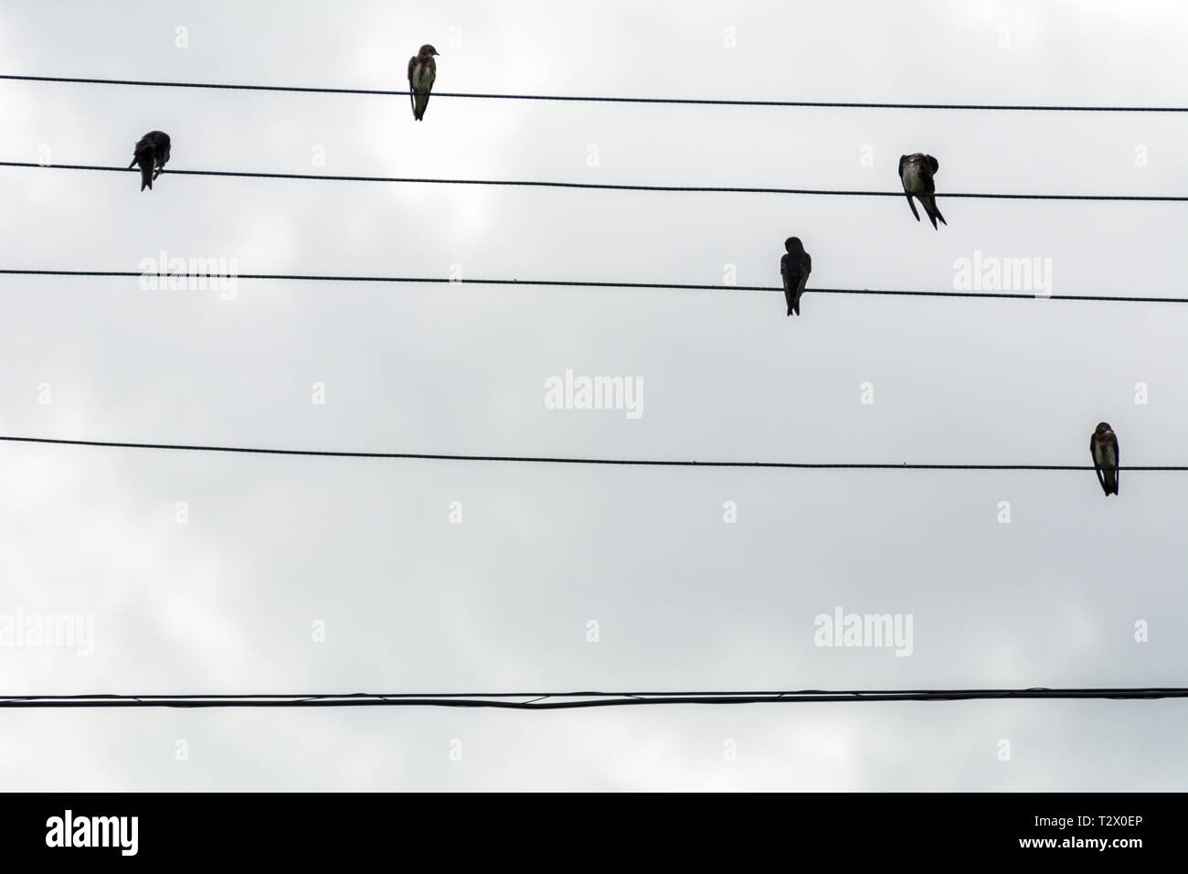 2019, janvier. Florianopolis, Brésil.Groupe de petits oiseaux sur des fils électriques tout comme une partition de musique, à Joaquina Plage. Banque D'Images