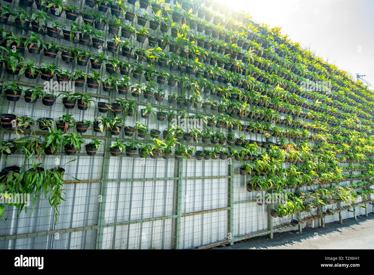 Vert moderne jardin vertical Banque D'Images