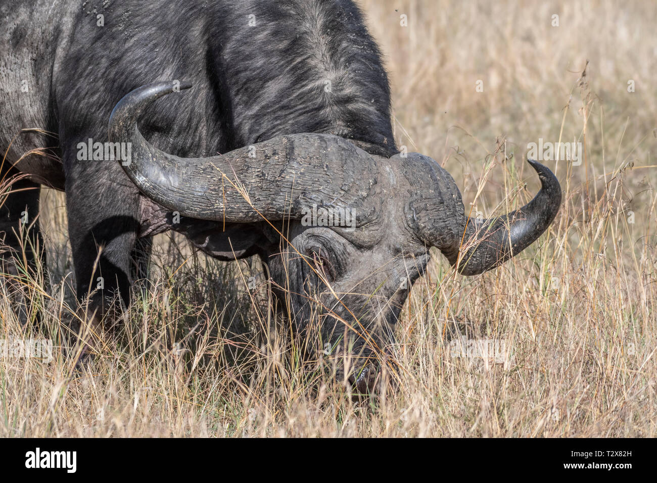 Buffle se nourrissant d'herbe sèche seul à Maasai Mara Banque D'Images