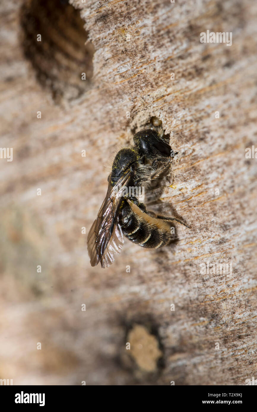 Chelostoma florisome Mauerbiene, abeilles, Banque D'Images
