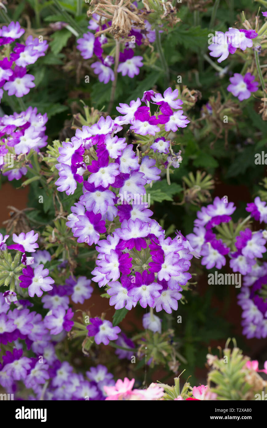 Verveine violette foncé bebop Photo Stock - Alamy
