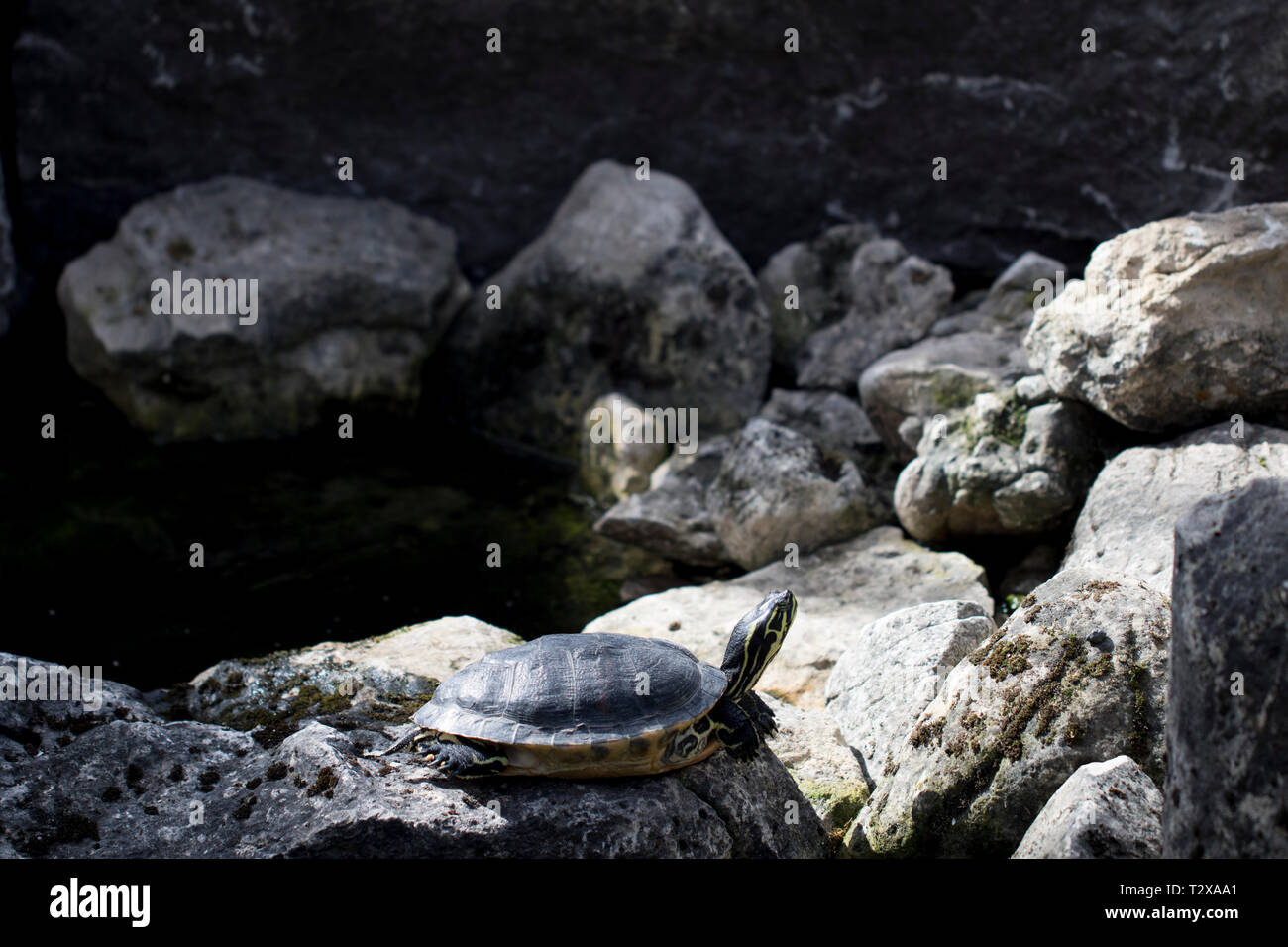 Paysage paisible de turtle reposant sur des pierres dans un jardin Zen. La vie des reptiles. La conscience méditative concept. Banque D'Images