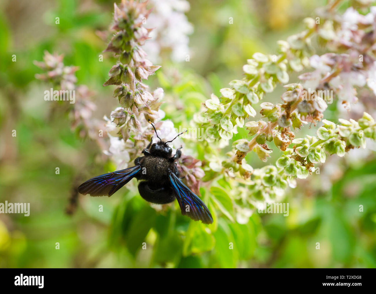 Violet abeille charpentière (Xylocopa violacea) Banque D'Images