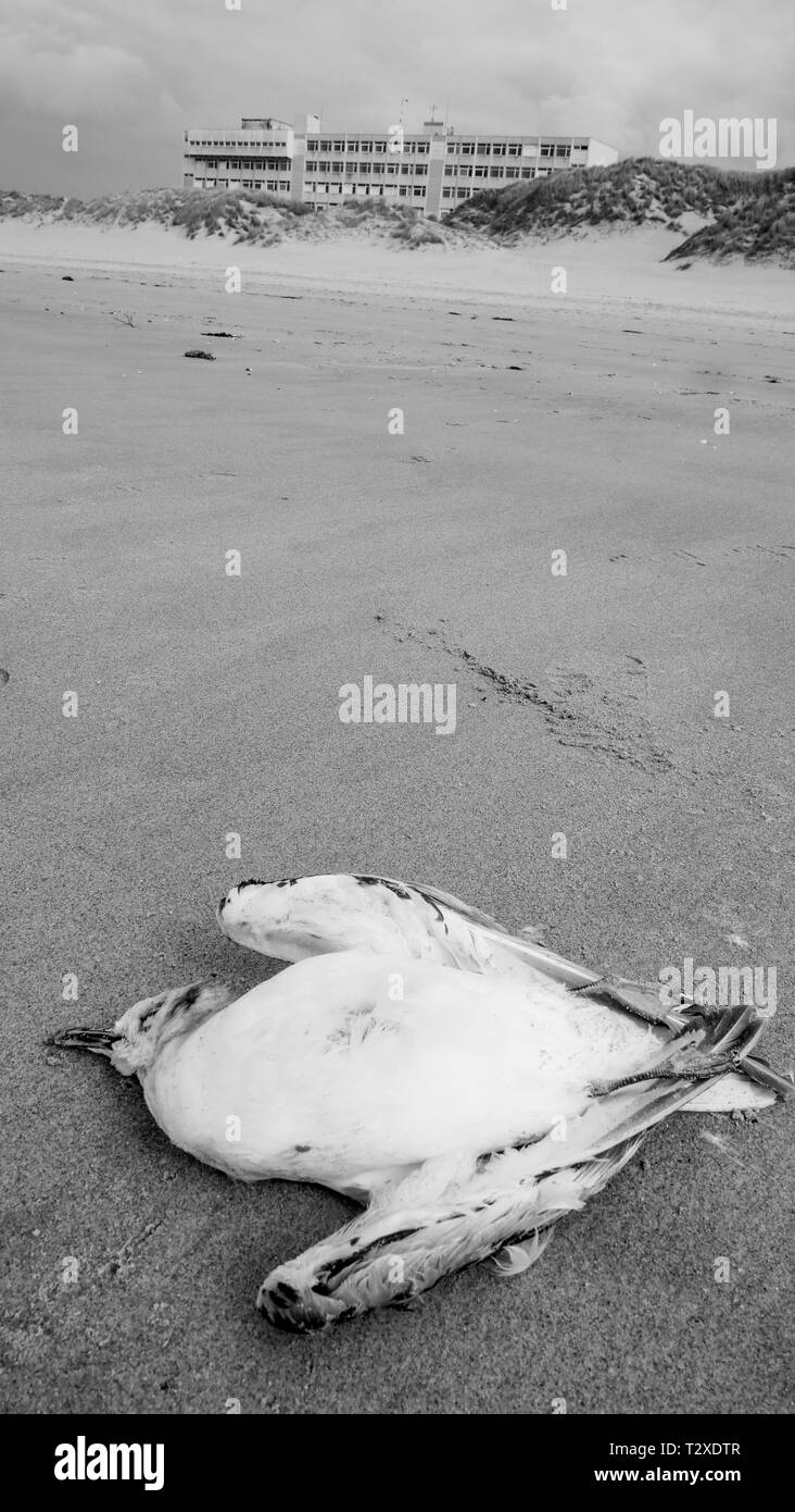 Dead seagull, Berck-Plage, haut-de-France, France Banque D'Images