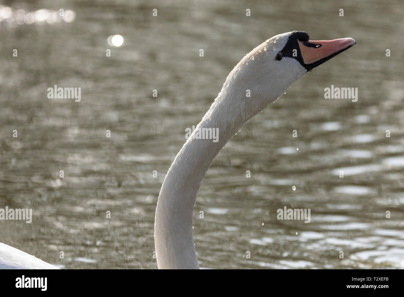 Mute Swan (Cygnus olor), Royaume-Uni, - détail de la tête et du cou de cygne avec copie espace unique Banque D'Images