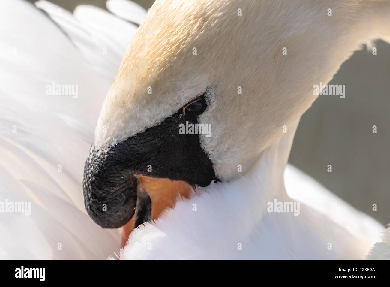 Mute Swan (Cygnus olor), Royaume-Uni, Close up - Détail de la tête de nettoyage et lissage swan son plumage Banque D'Images